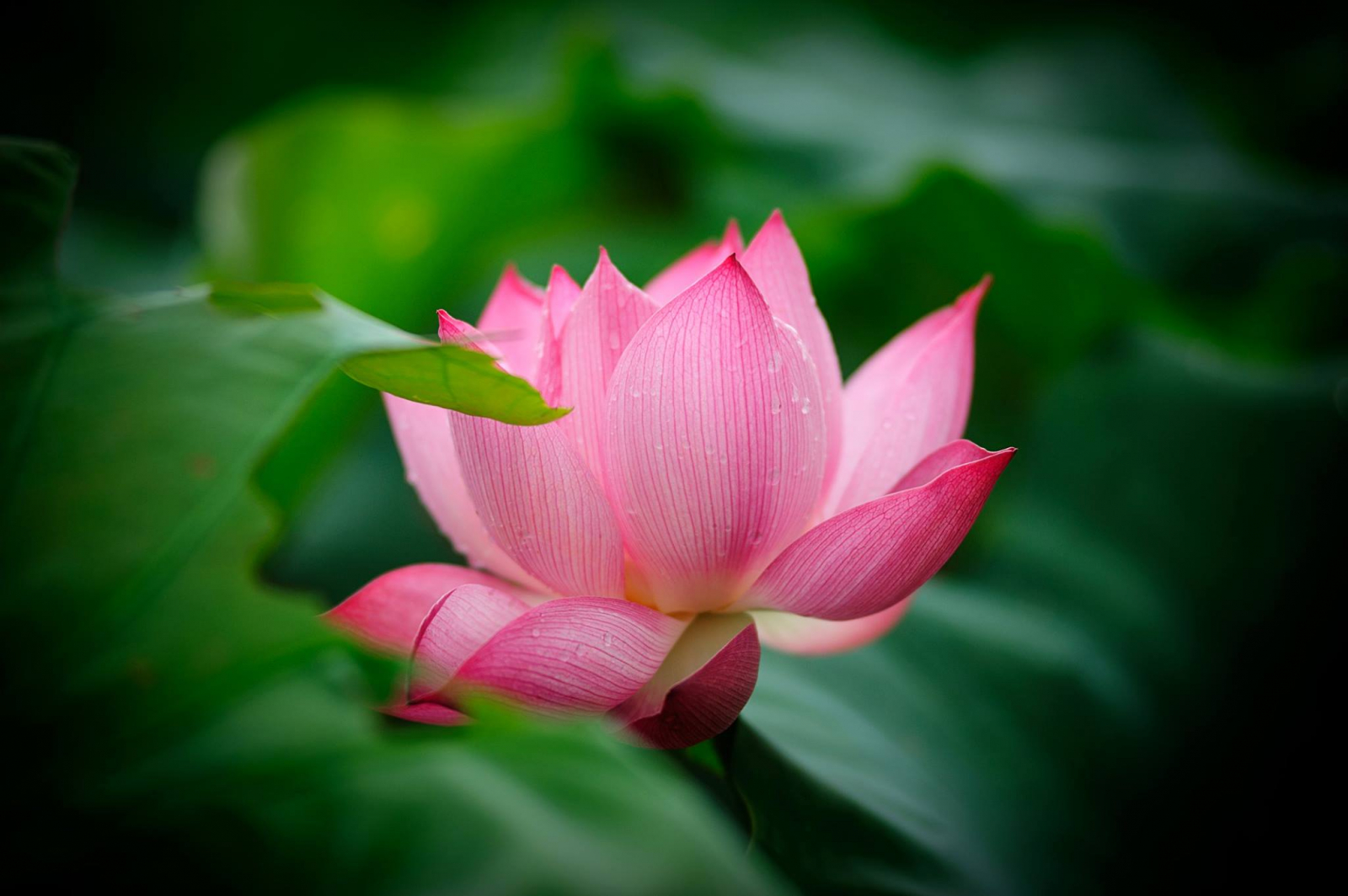 Câu chuyện con lừa