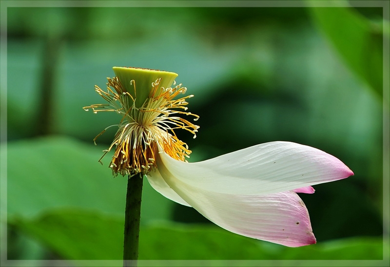 Lặng Ngắm Phù Hư