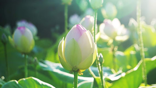 Không nương tựa vào bất kỳ một điều gì