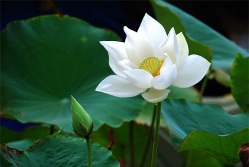 Lòng nhân hậu không cần yêu cầu, từ một người không quen biết