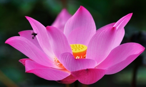 Phúc báo tốt nhất đời người là có một sức khỏe an khang