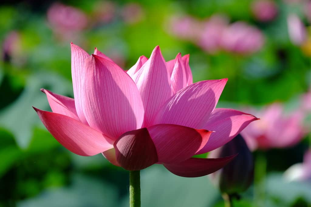 Hoa luôn nở chậm rãi trong tĩnh lặng…