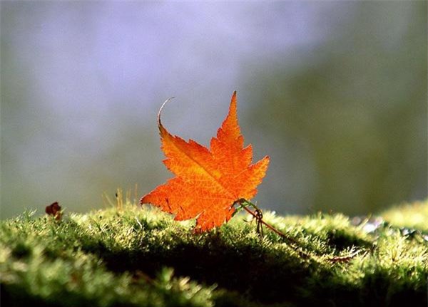 Ngọn gió và cây sồi