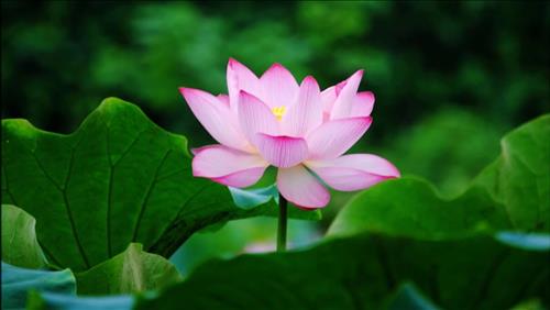 Không vì lợi mà đánh mất bản thân mình