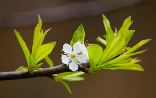 Lo trước chắc ăn
