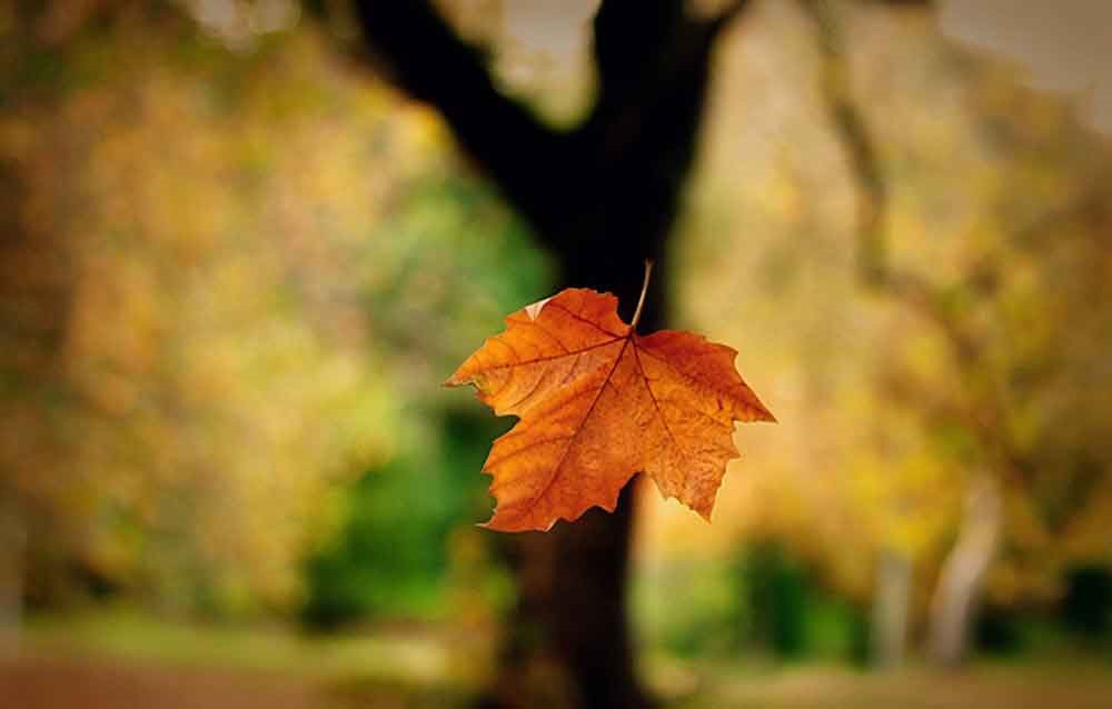 Buông không được cũng phải buông