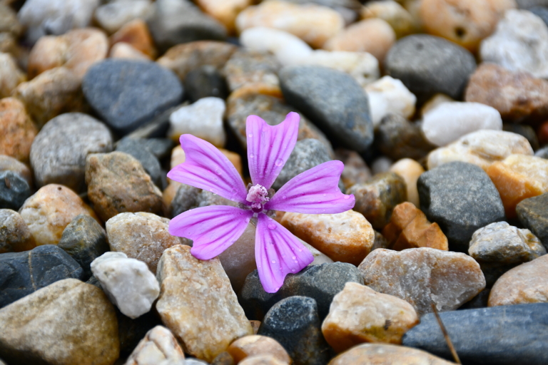 Cuộc sống không thể lúc nào cũng thuận buồm xuôi gió