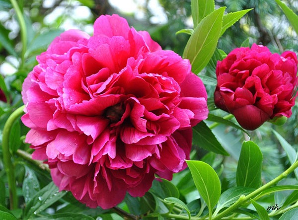 Lão Tử mua hoa mẫu đơn