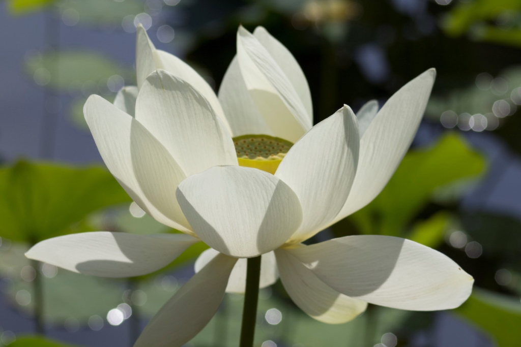 Người chạy cuối cùng