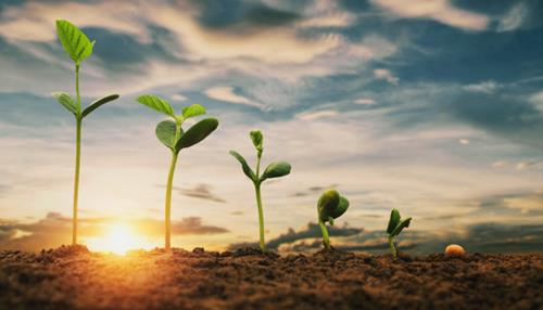 Bình tĩnh mà sống