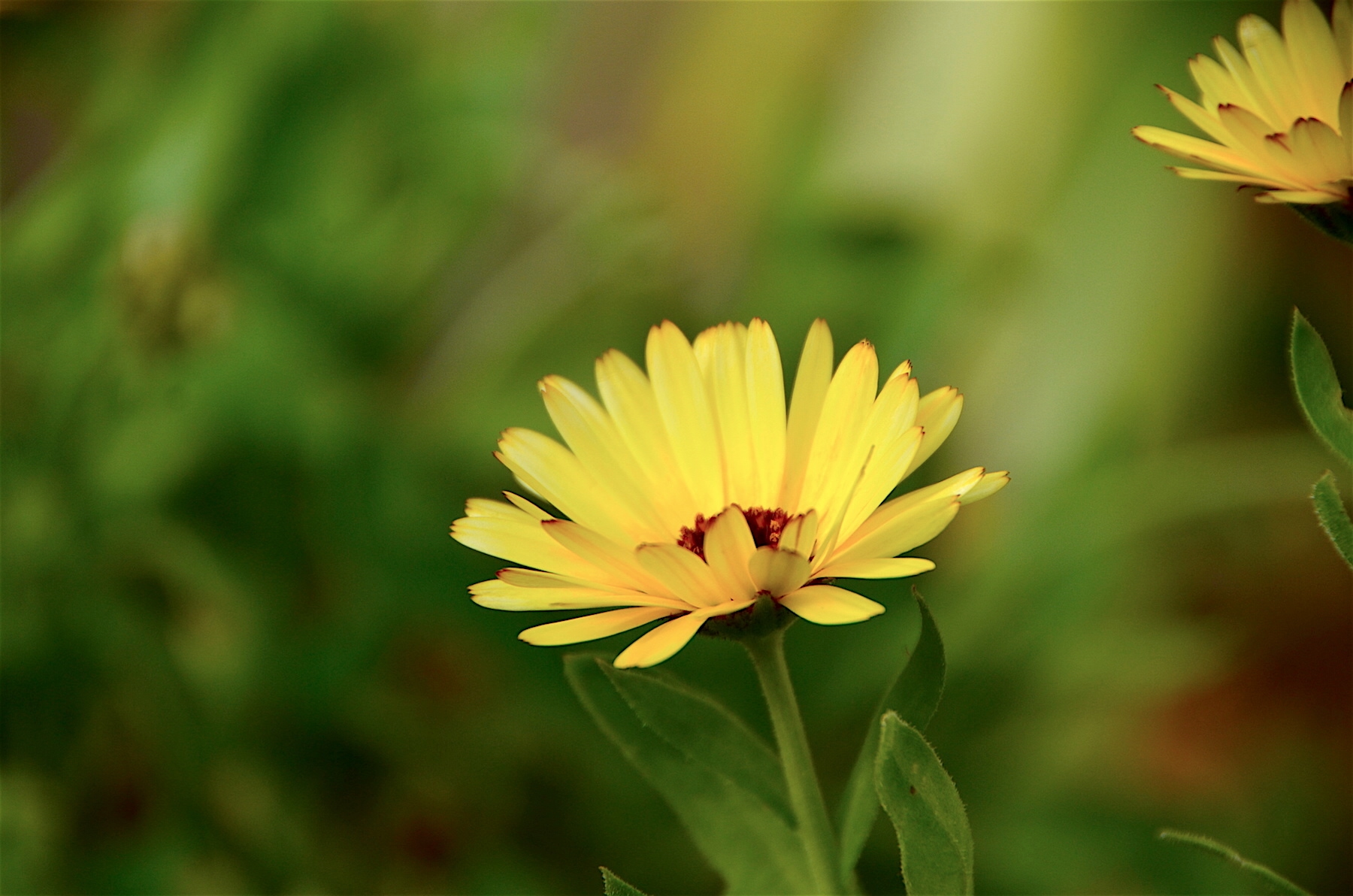 Nuôi dưỡng lòng biết ơn mỗi ngày