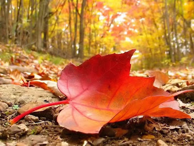 Người đi theo đám đông thường dễ bị lạc