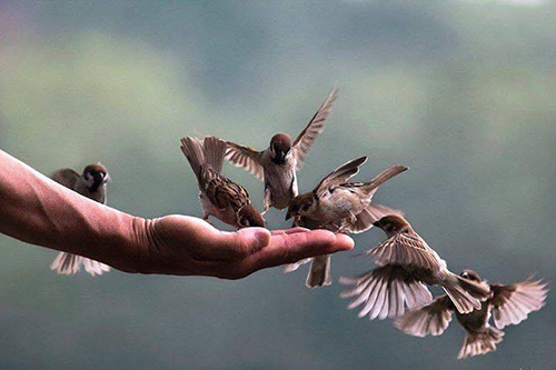 5 việc kết nghiệp lành, tốt đẹp không kém gì phóng sinh