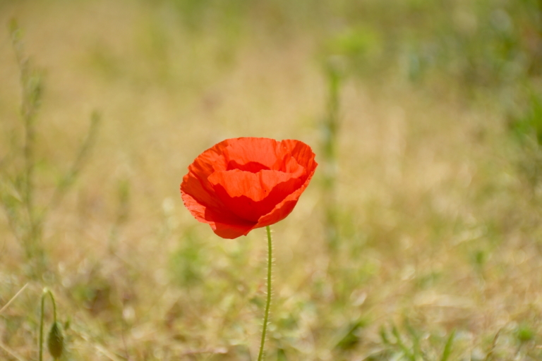 Có con đường đi qua khó khăn