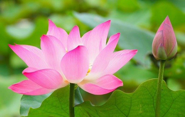 Biết đủ là phước lành