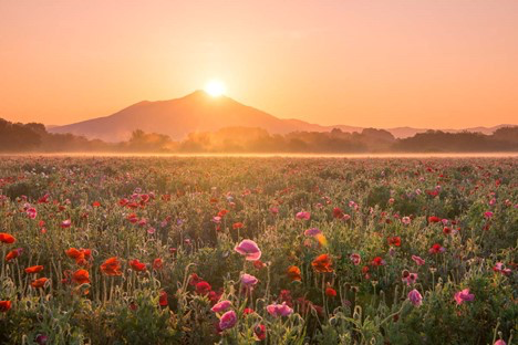 Sống là vui, ta chẳng cần mong đợi chi nhiều