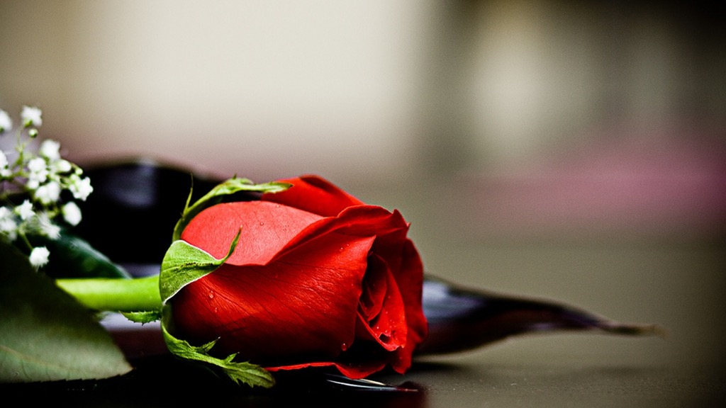 Sống là để biết thương yêu