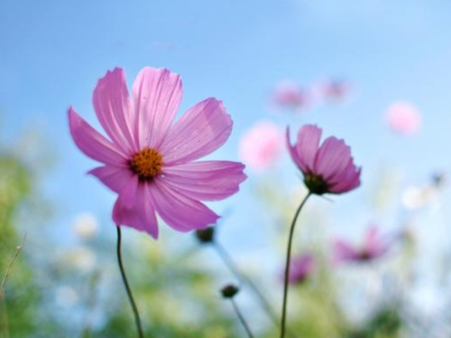 Sống bớt tham sân si thì cuộc đời nhẹ nhàng