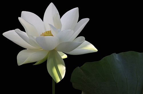 Bài học về lòng biết ơn