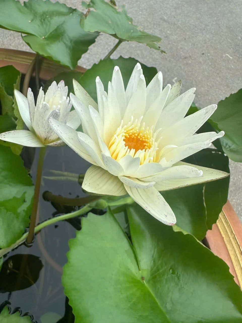 Phía sau nụ cười