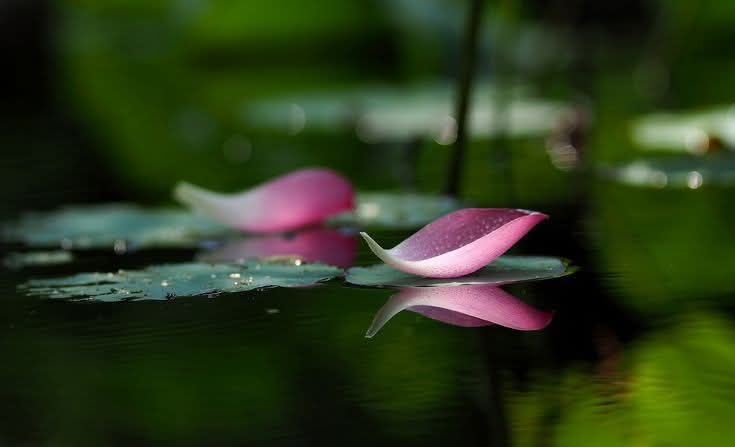 Học cách buông bỏ là việc quan trọng