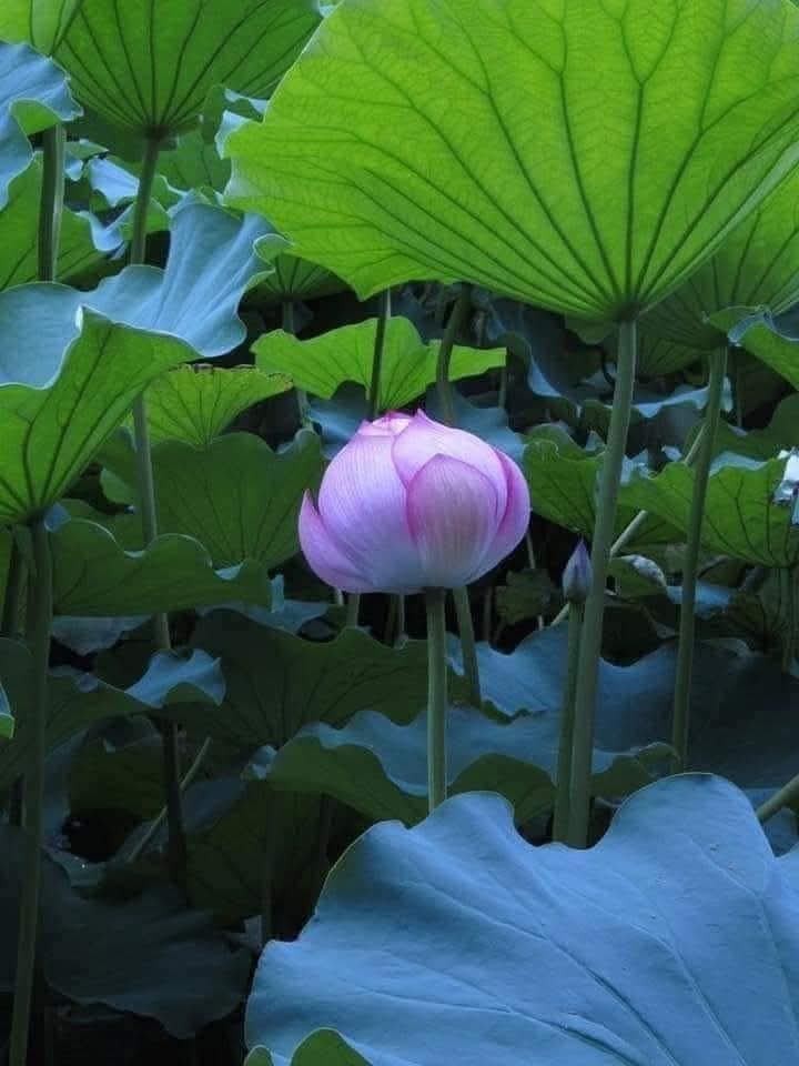 Dễ là nói chẳng nghĩ suy