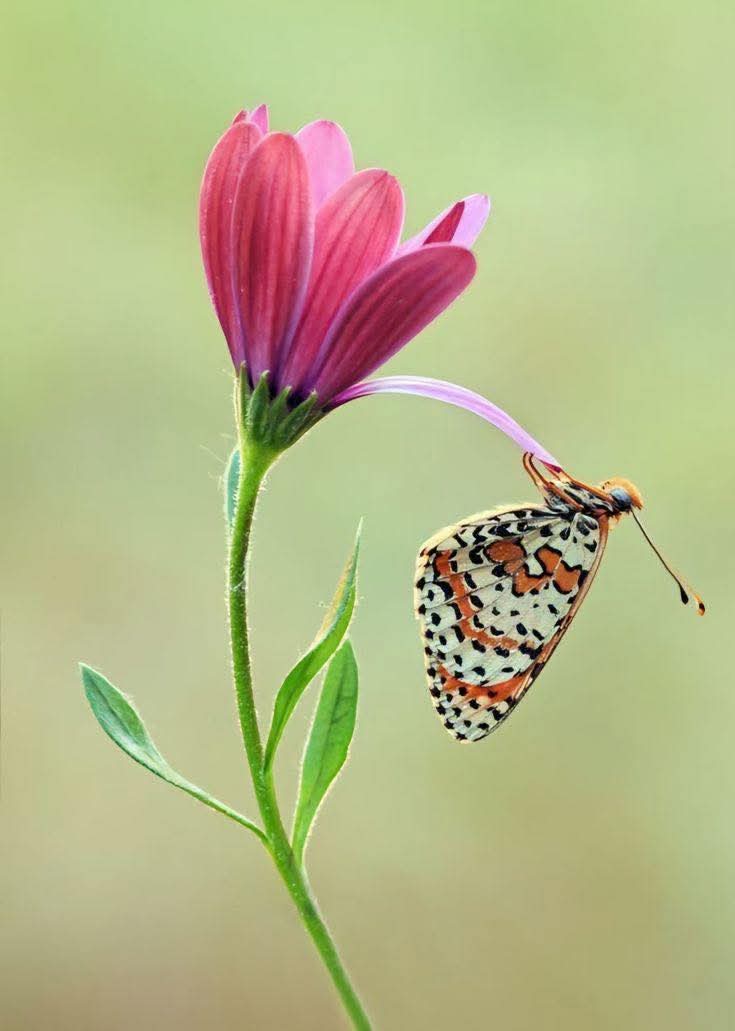 Gặp gỡ như sương