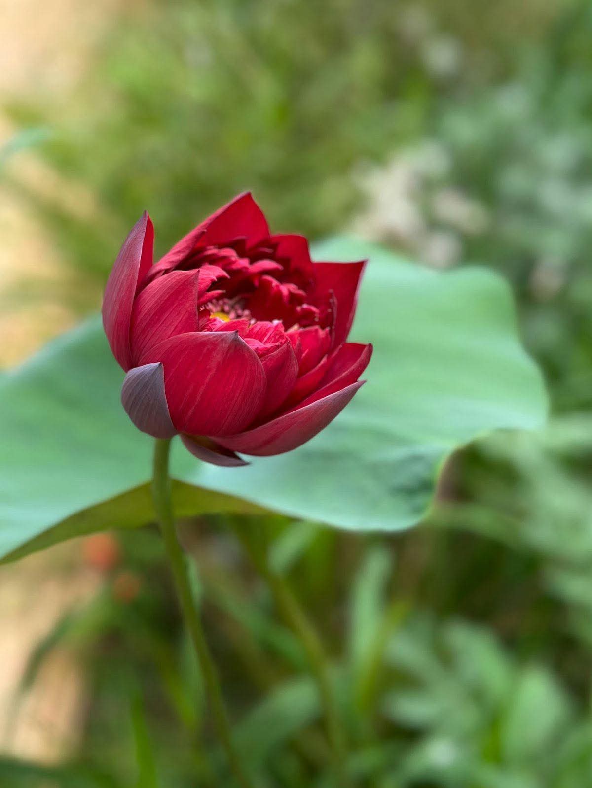 Kinh luyến ái