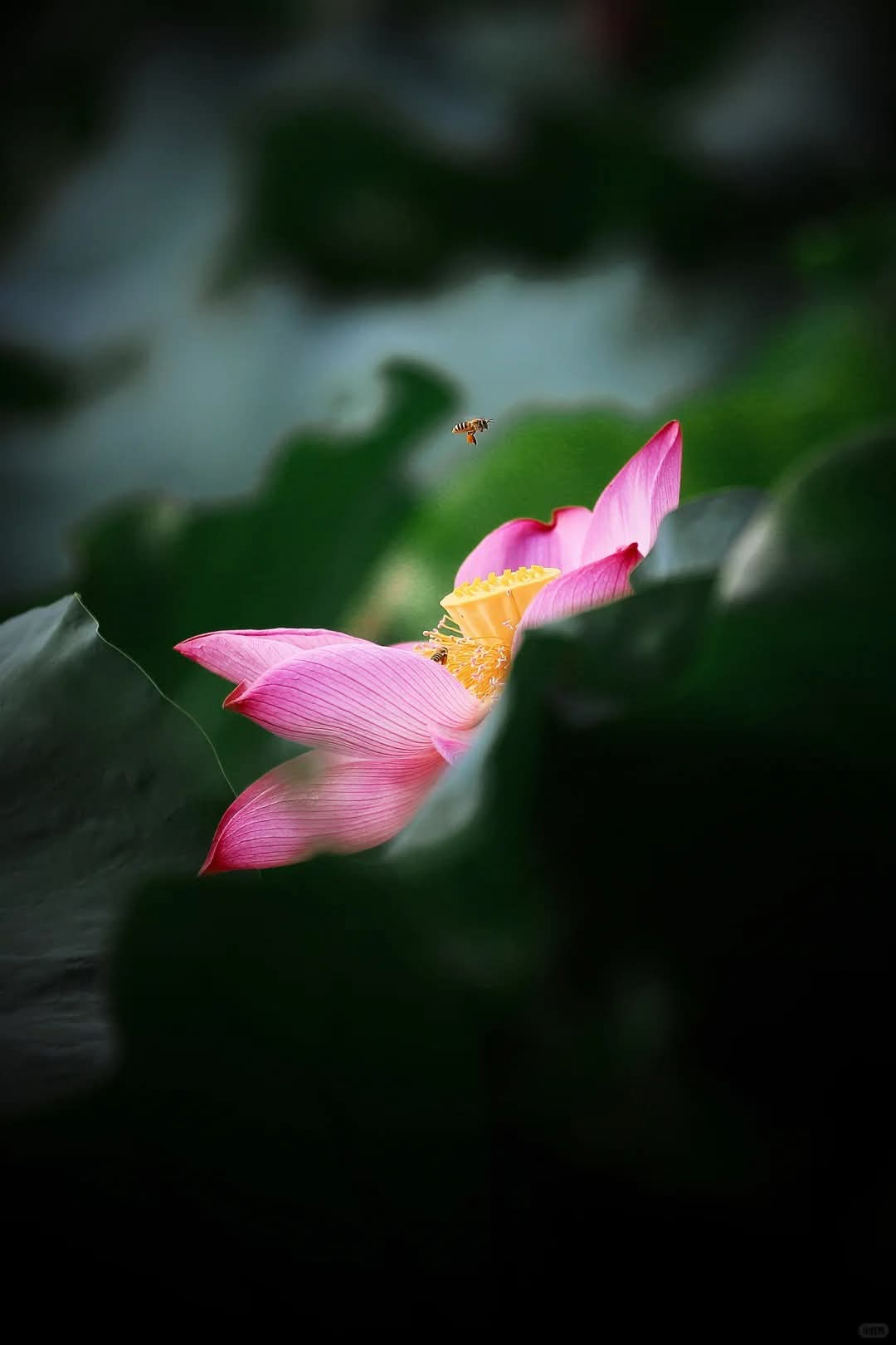 Mộng