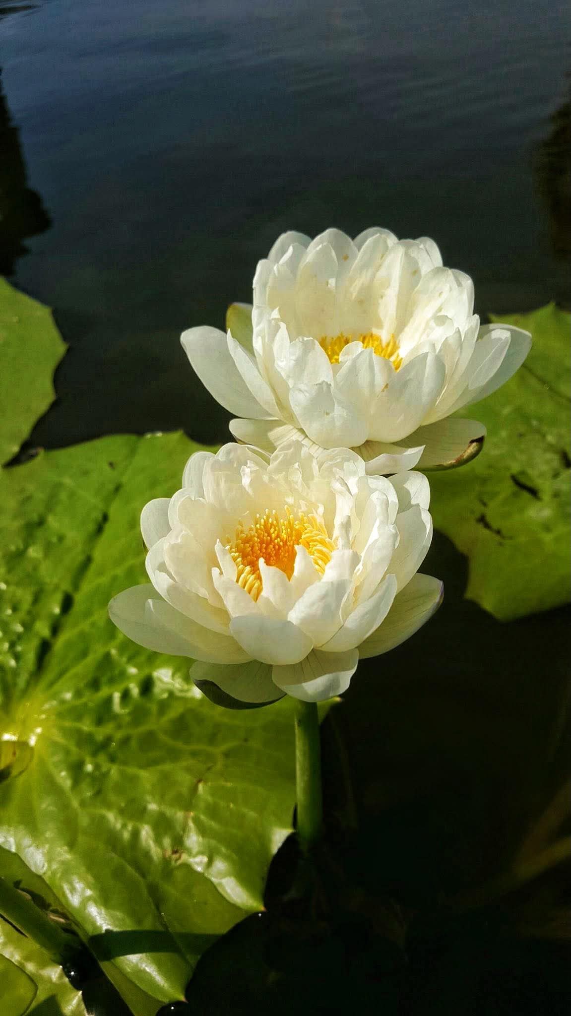 Gieo sự tử tế, gặt những duyên lành