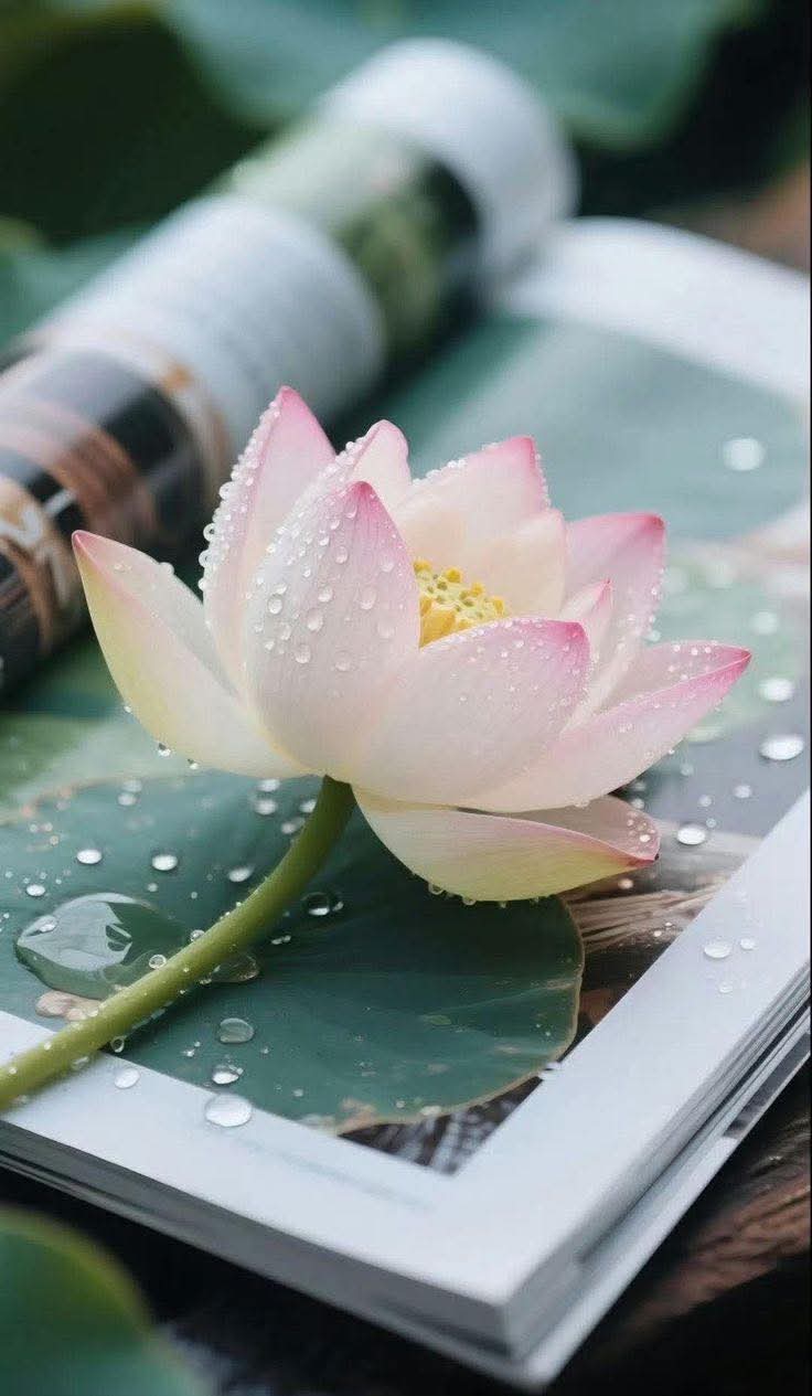 Đừng đòi hỏi người khác sống theo ý mình