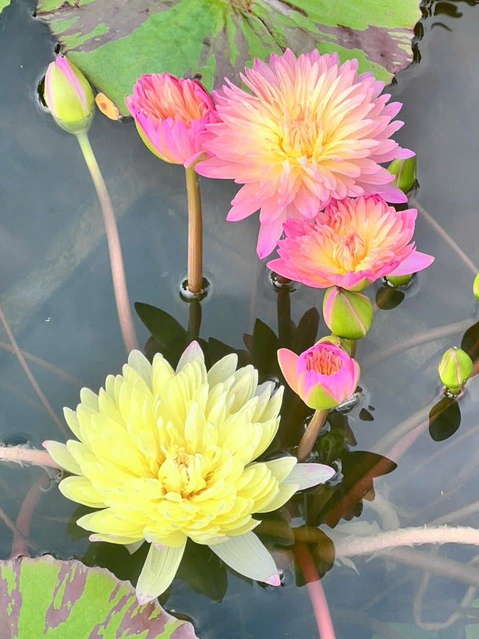 Trước khi nói, hãy suy nghĩ