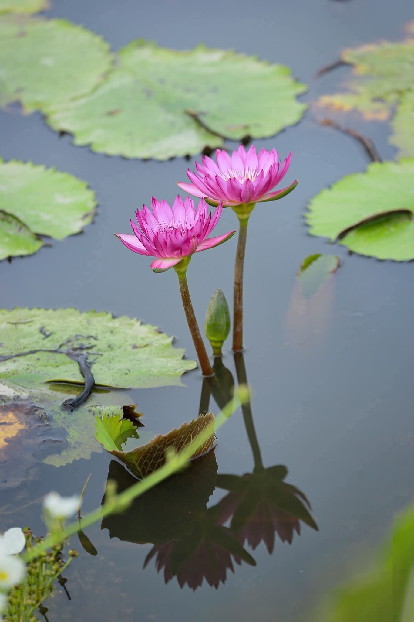 Nếu tha thứ được thì hãy tha thứ