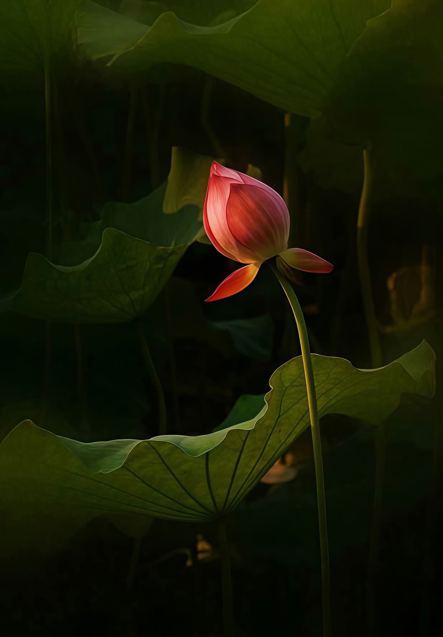 Buông xả, bình yên