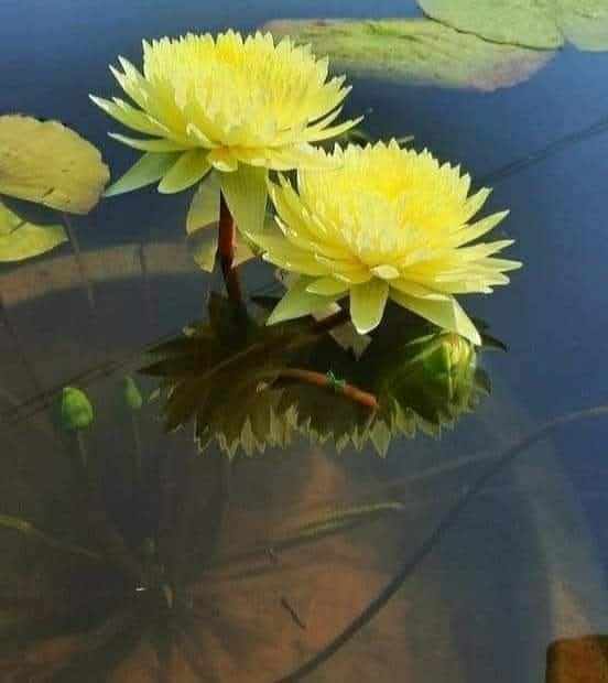 Hiểu vô thường để không khổ đau