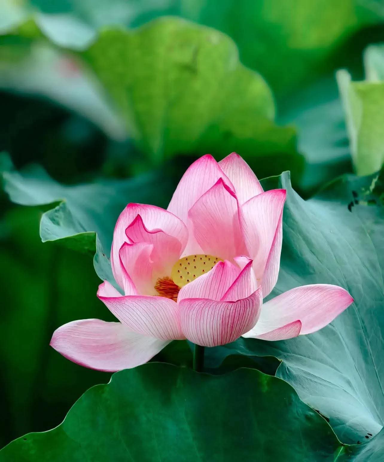 Đi với ngưới hiền