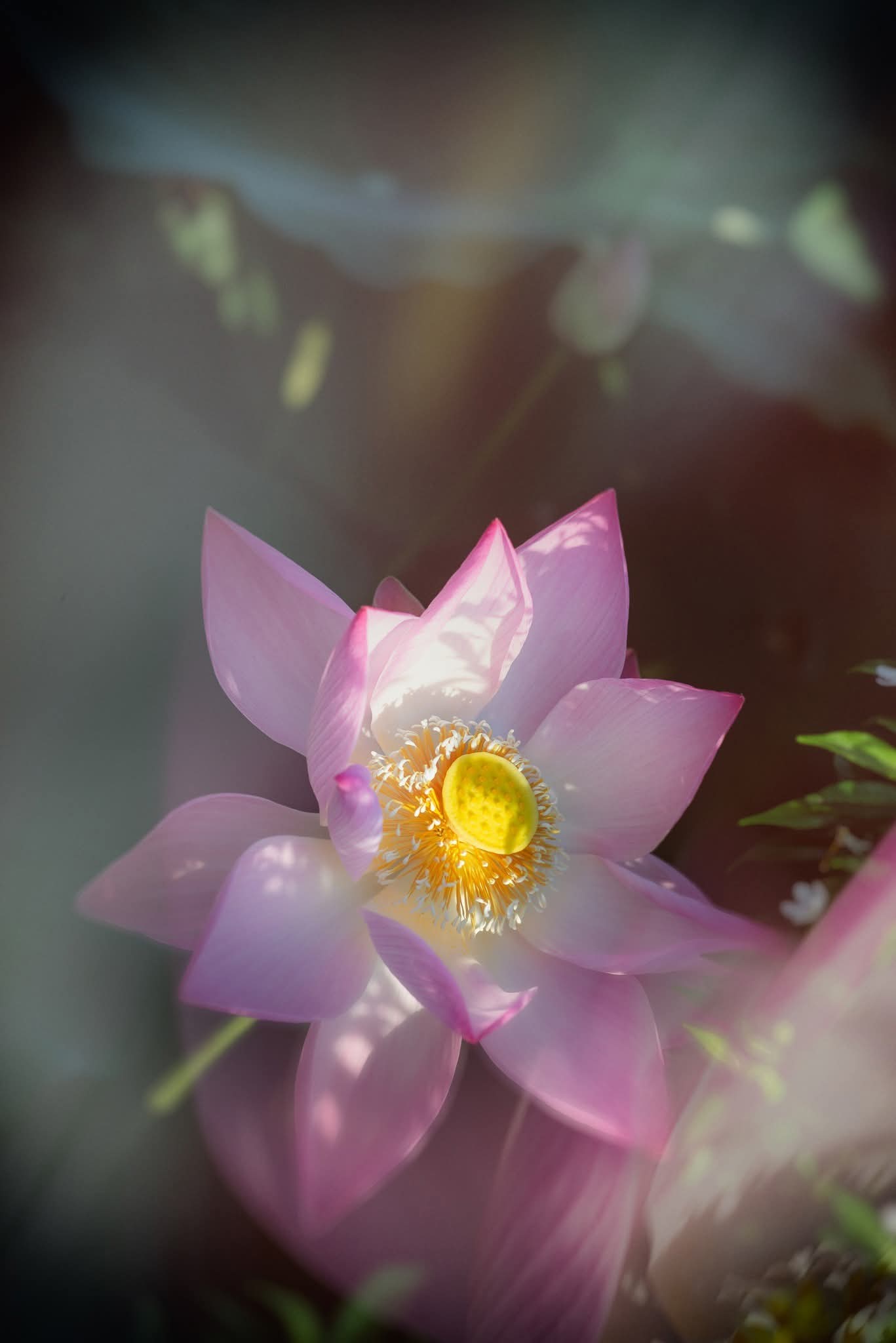 Biết dừng, biết đủ