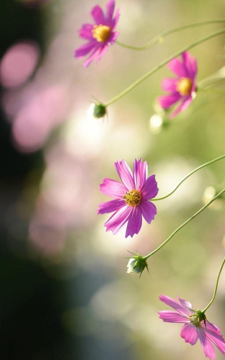 Người hiểu vô thường