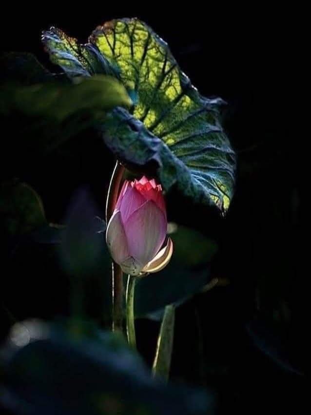 Không can thiệp vào nhân quả của người khác