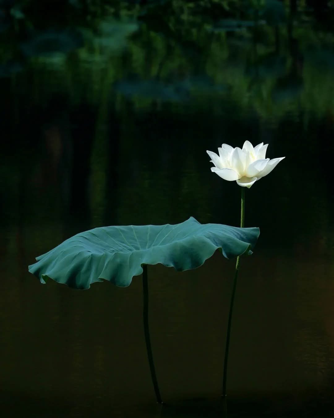 Sống lương thiện mỗi ngày