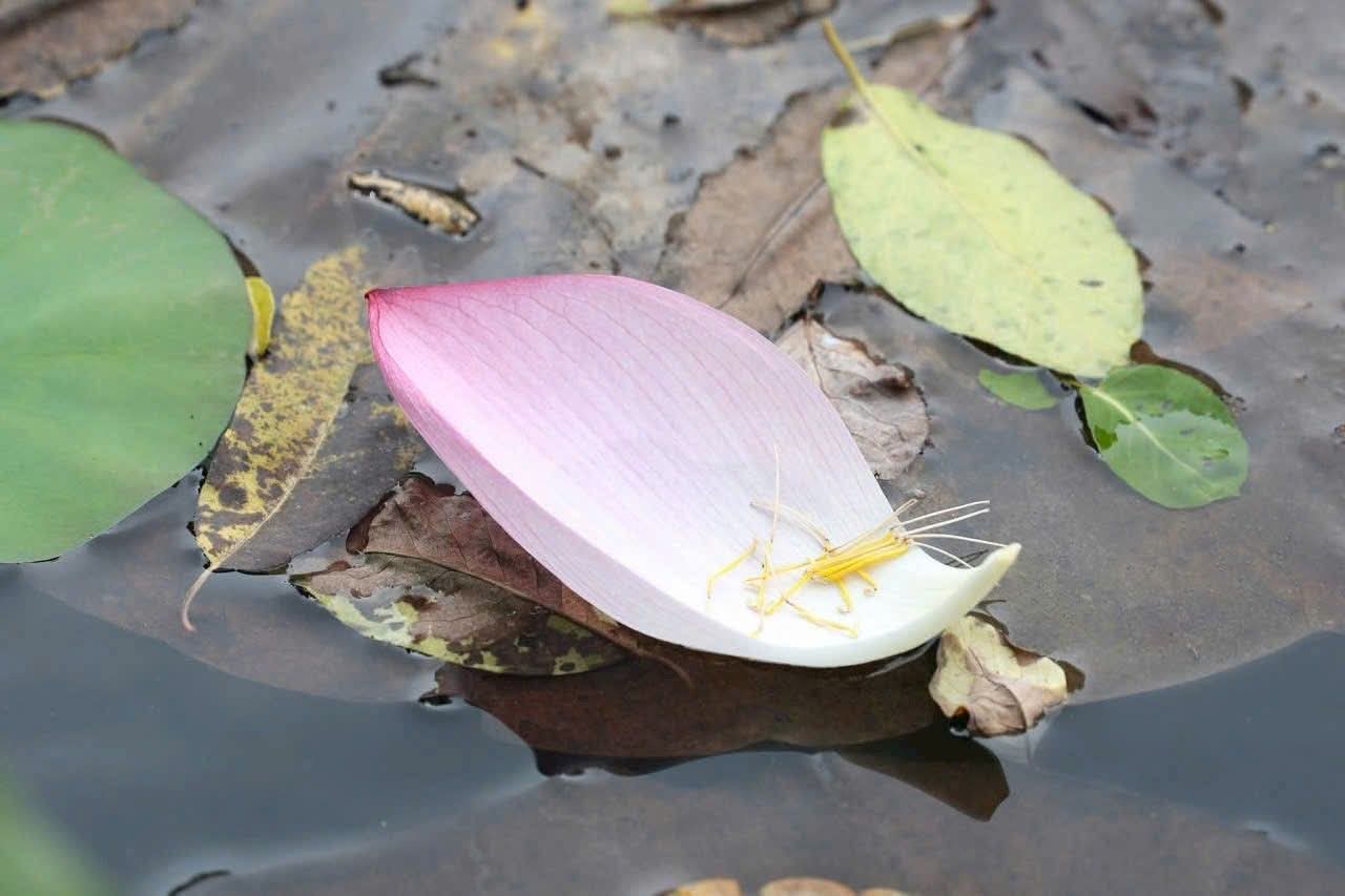 Vạn vật vô thường