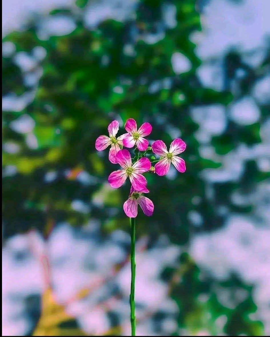 Tha thứ là món quà tự tặng cho mình