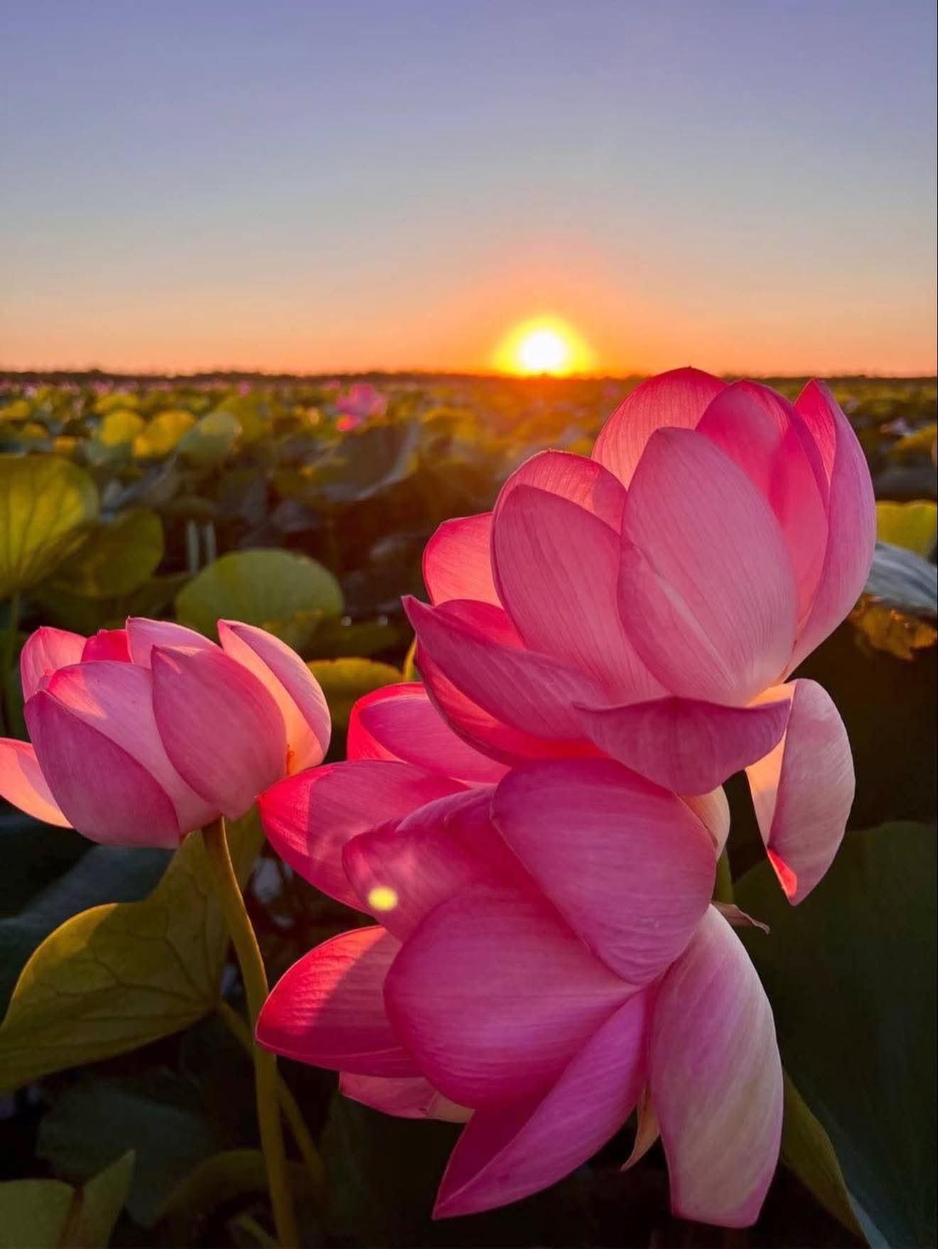 Thân người khó gặp lại