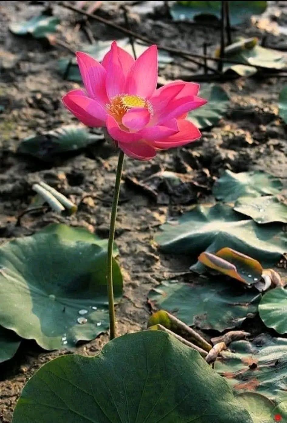 Buông bỏ chấp niệm