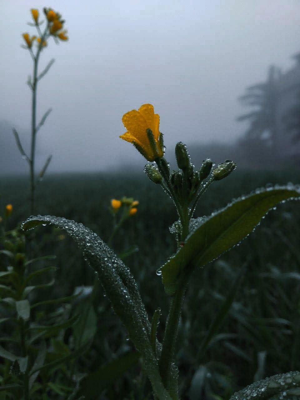 Luôn sẵn sàng đi một mình