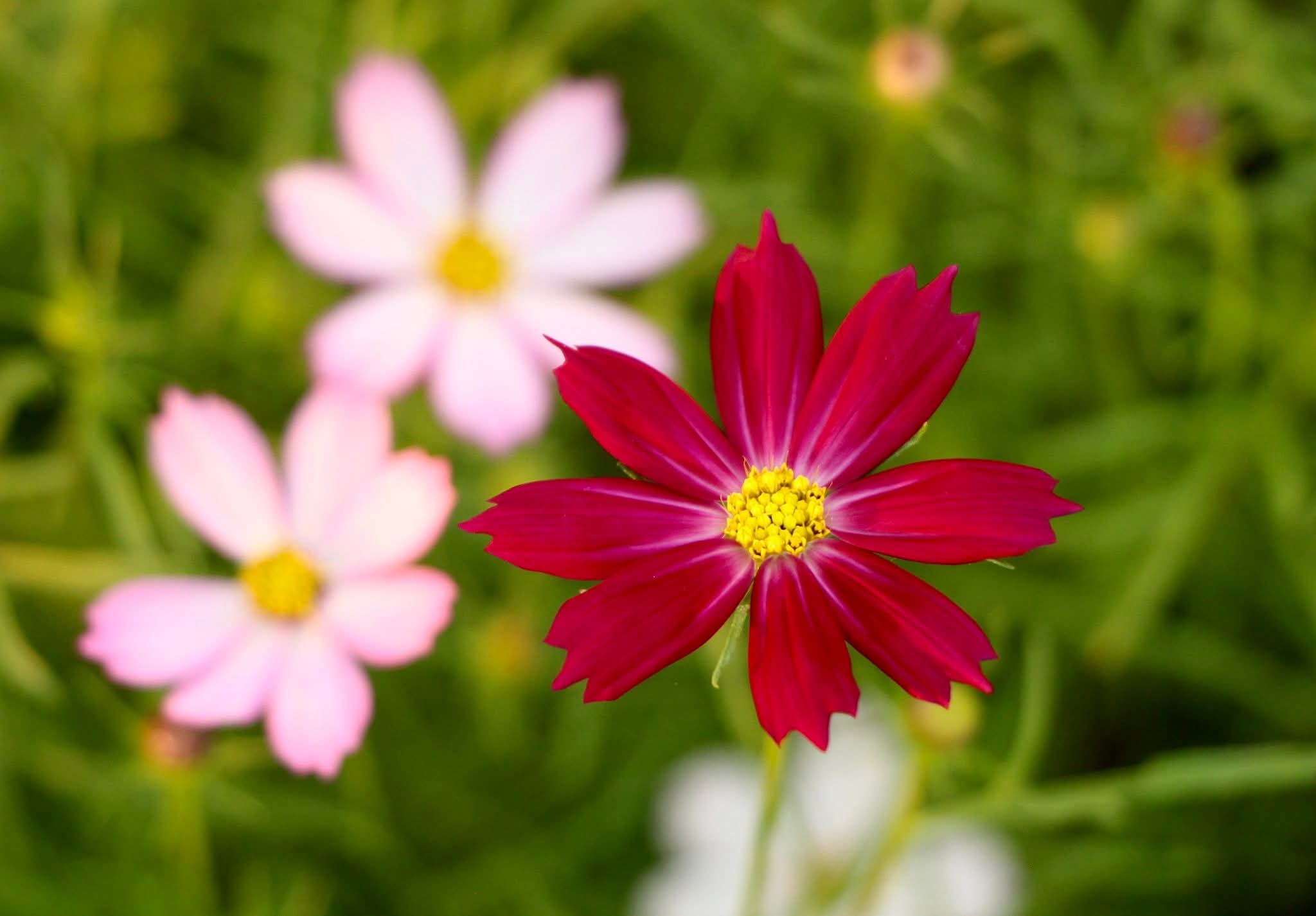 Buông niệm bất thiện