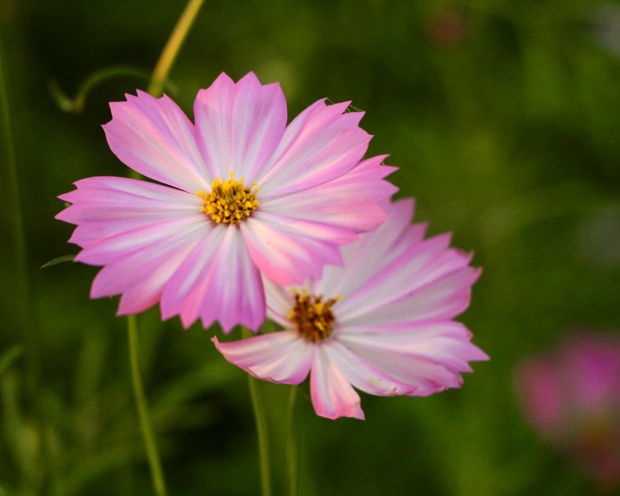 Cúng đèn, hương, hoa, quả trong mấy ngày xuân