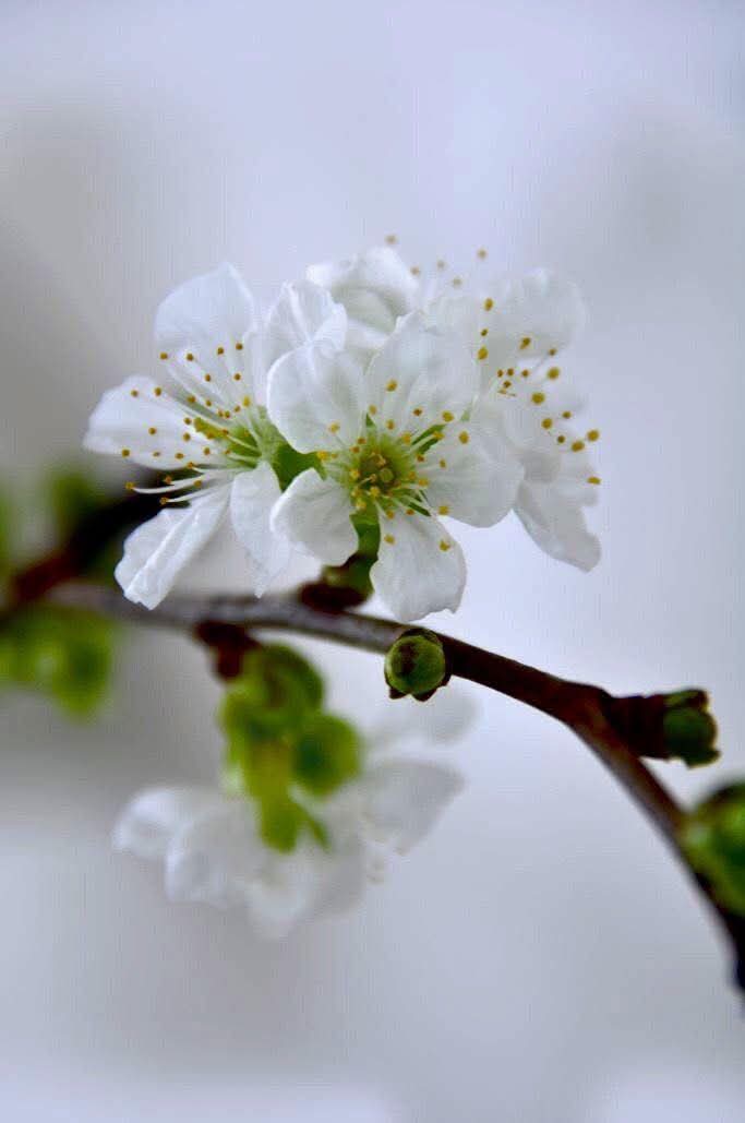 Mùng 1 tết tu tâm