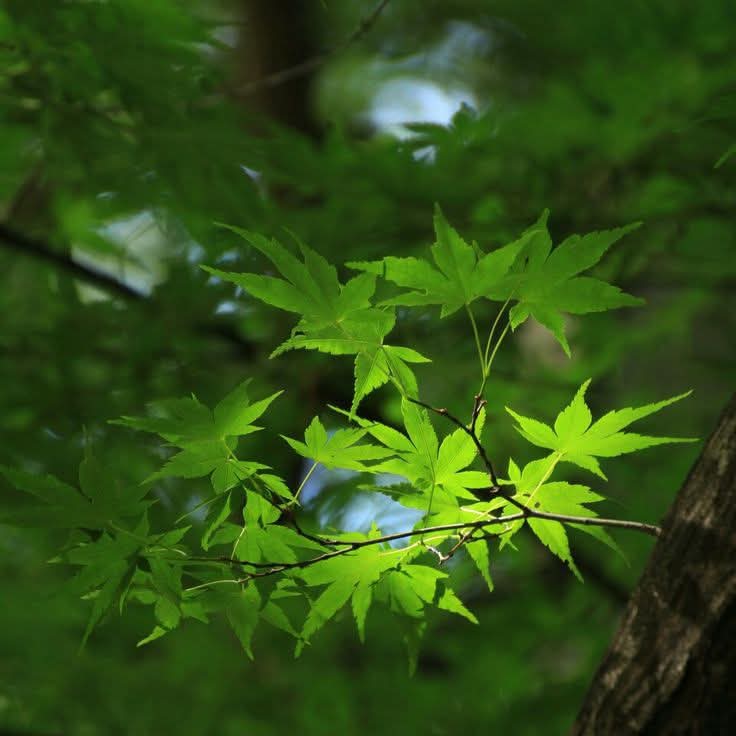 Lời chúc đầu năm