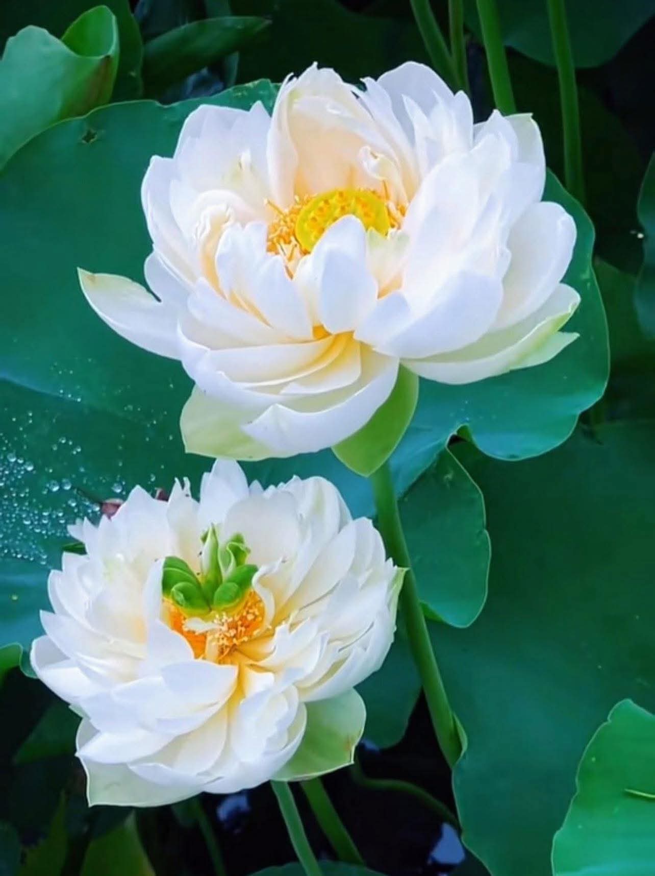 Khi kề cận cái chết